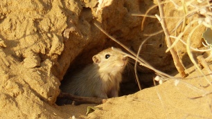 Les souris du désert sont curieuses