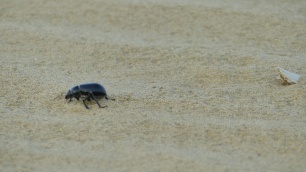 A la nuit tombée, une multitude de scarabées se promènent sur le sable