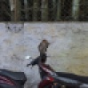 Un macaque découvrant son reflet dans le rétroviseur d'un scooter