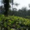 Les feuilles vertes du bas sont utilisées pour le thé noir, les dernières feuilles du haut, plus tendres, sont pour le thé vert, et le bourgeon sert au thé blanc